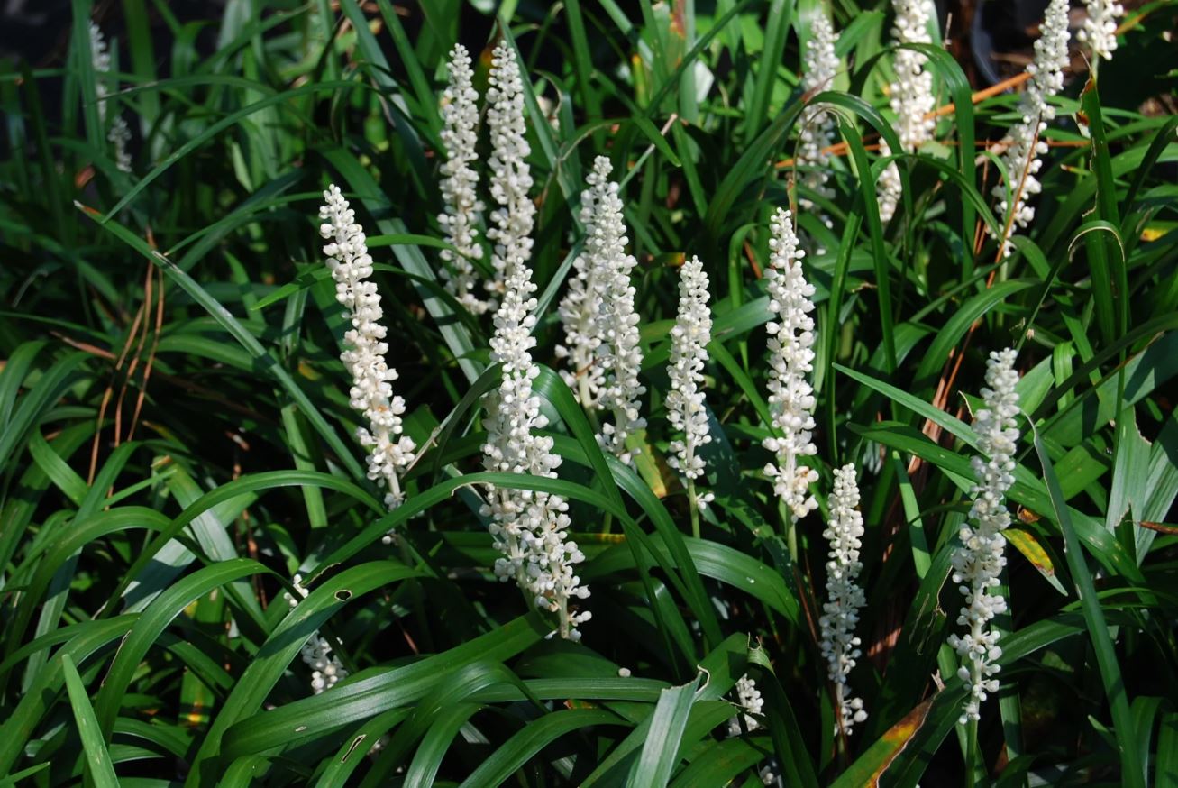 Liriope muscari 'Monroe White'